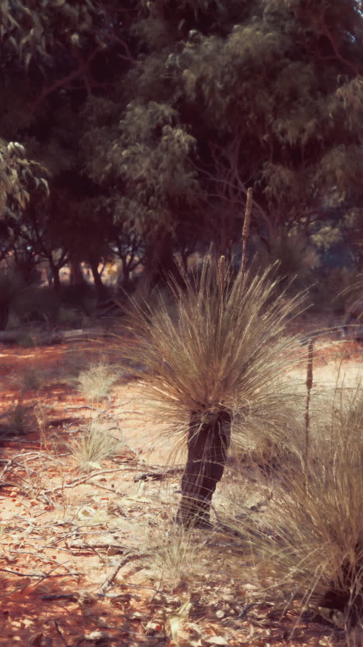 un arbusto de hierba en un desierto