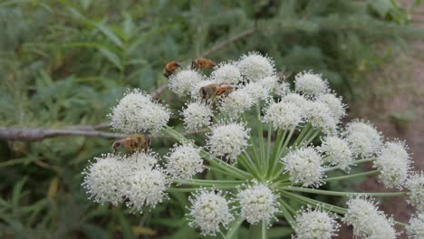 las abejas alimentándose de flores blancas rockies kananaskis alberta canada