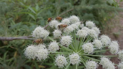 bees feeding on a white flowers rockies kananaskis alberta canada