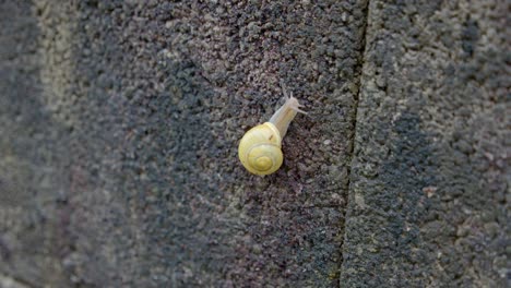 Caracol-Amarillo-Arrastrándose-Lentamente-Sobre-Una-Superficie-De-Hormigón-Cerca