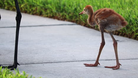 Baby-sandhill-crane-eating-grub-insect