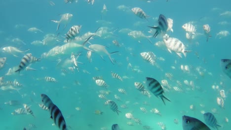 Seychelles,-St-Anne-marine-park,-hundreds-of-fishes-are-being-feed-during-the-excursion