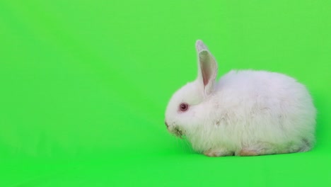 white rabbit on green screen