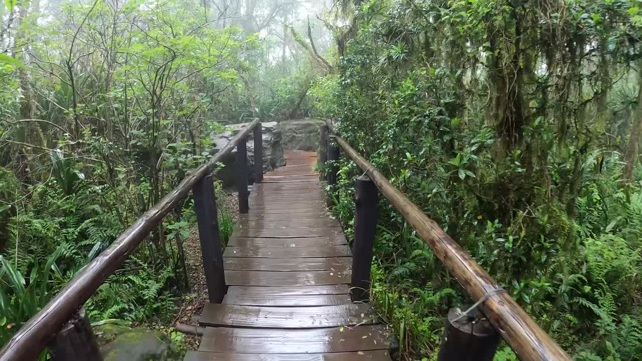 POV walking through the forest in Mpumalanga South Africa