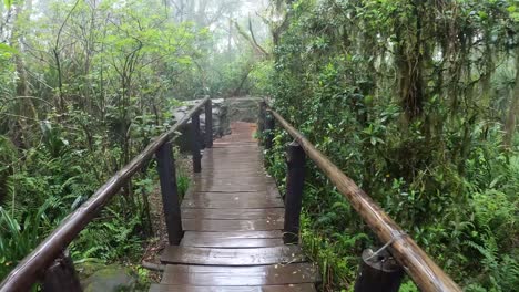 POV-Caminando-Por-El-Bosque-En-Mpumalanga,-Sudáfrica