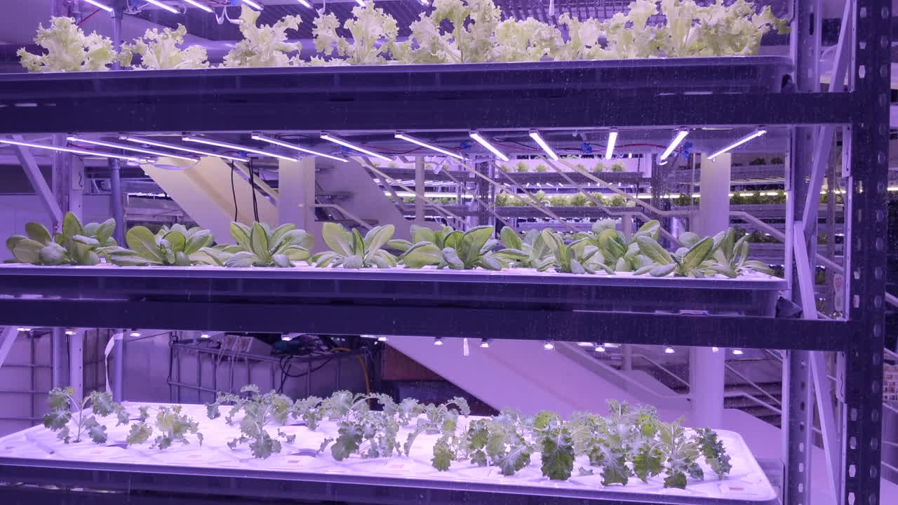 Plants growing on hydroponics in vertical farm with purple LED lights. Pan up