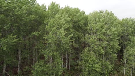 imágenes aéreas de drones que vuelan junto al dosel de los álamos nativos europeos que soplan en el viento con hojas verdes y exuberantes y un sendero boscoso