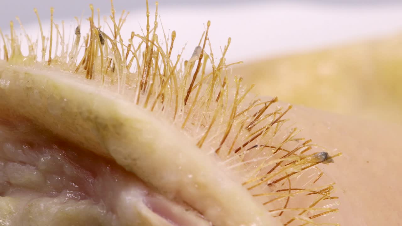 tiro macro de pelo de cerdo, piel y carne girando