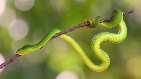 the white-lipped pit viper is a venomous pit viper endemic to southeast asia and is often found during the night waiting on a branch or limb of a tree near a body of water with plenty of food items