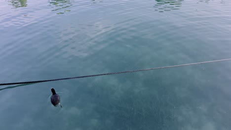 el coot y la familia de patos comunes en el agua de annecy, francia