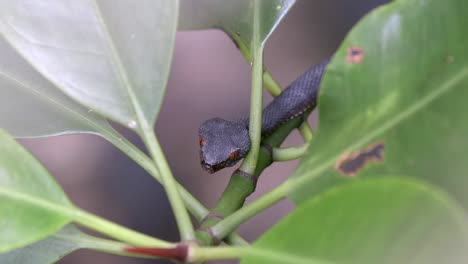 Venomous-juvenile-shore-pit-viper-or-a-mangrove-pit-viper-hiding-in-the-plant-in-Nature's-Park-in-Singapore---closeup-shot