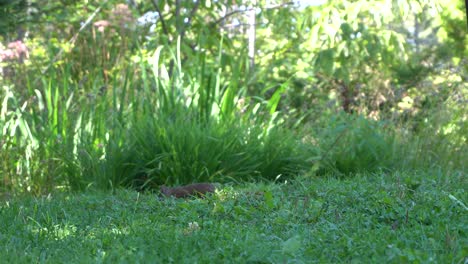 una ardilla que mueve la cabeza buscando semillas para pájaros