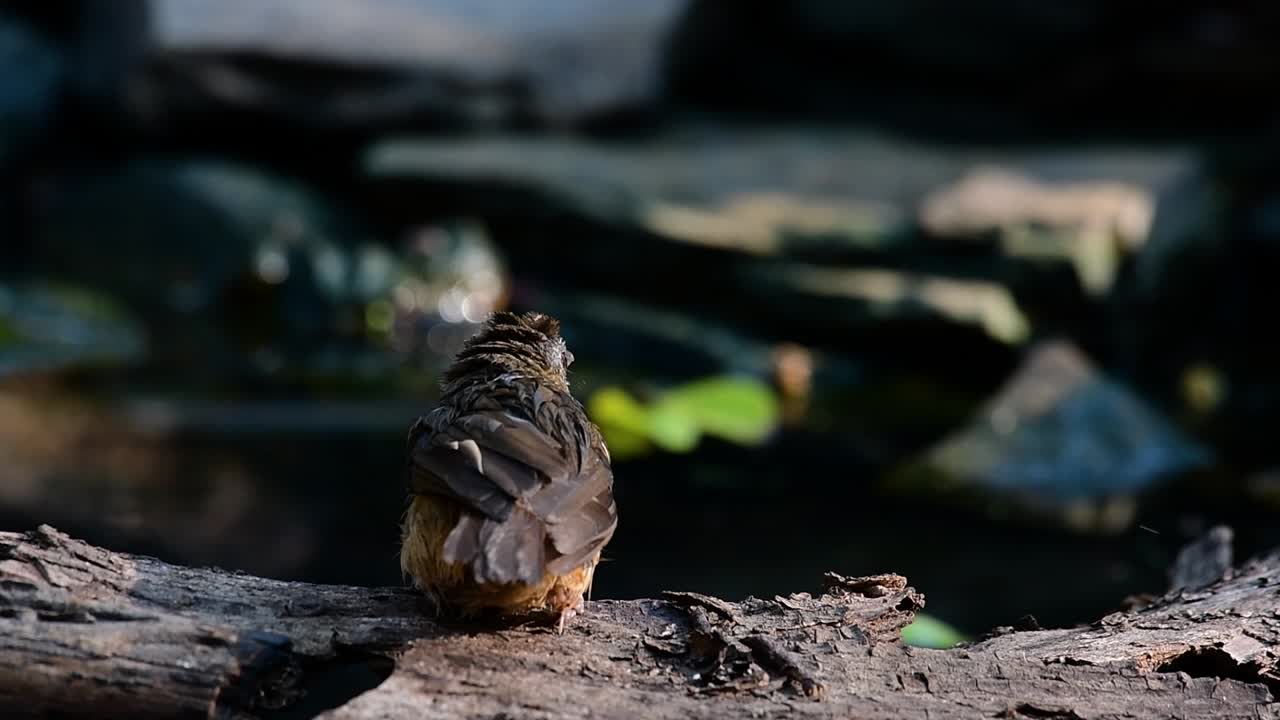 The Abbot’s Babbler is found in the Himalayas to South Asia and the Southeast Asia