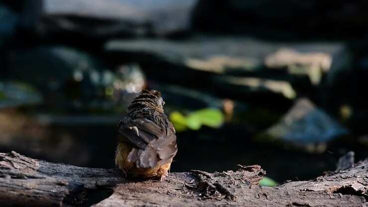 The Abbot’s Babbler is found in the Himalayas to South Asia and the Southeast Asia