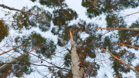 vista en cámara lenta de ramas y ramas en el tronco del árbol en el bosque al atardecer tranquilo poniendo rayos de sol dorados