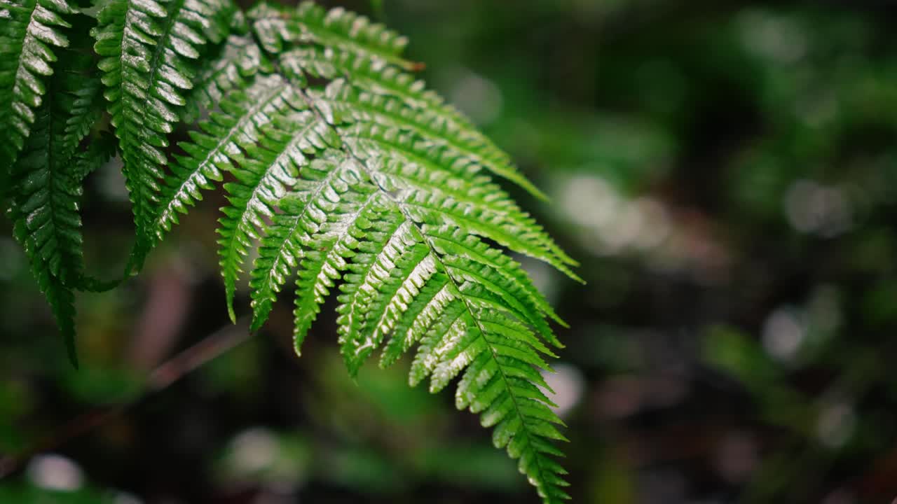 Close-up of Lush Green Fern Leaves in a Forest
