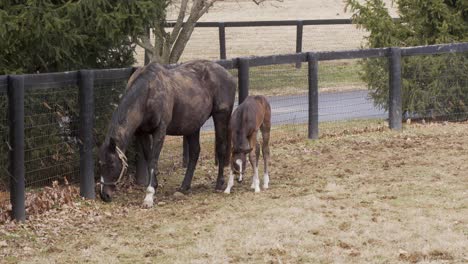 A-newborn-foal-with-its-mother-on-a-horse-racing-ranch-in-Kentucky