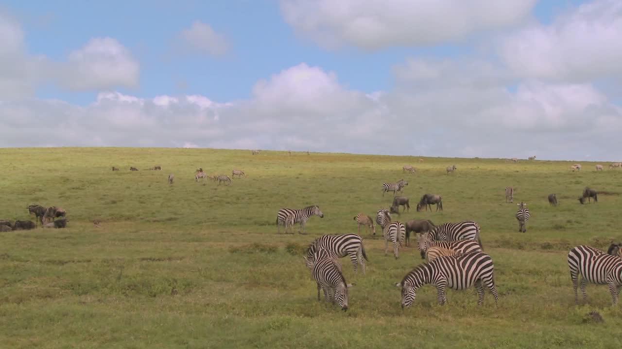Uma panorâmica da savana africana com zebras e gnus pastando.