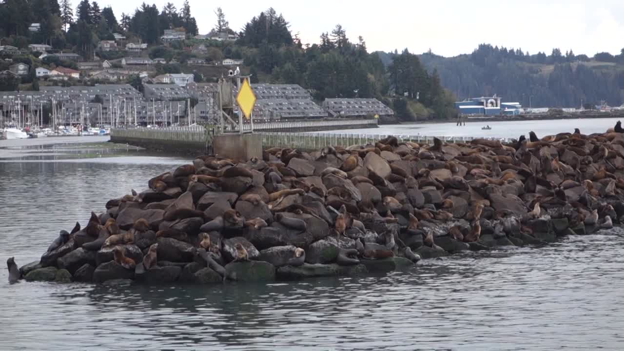 부두에서 휴식을 취하며 싸우는 바다사자 3