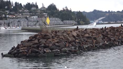 los leones marinos descansan y pelean en un muelle 3
