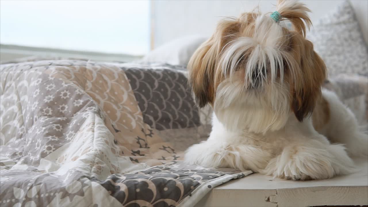 Shih Tzu Dog on a Bed