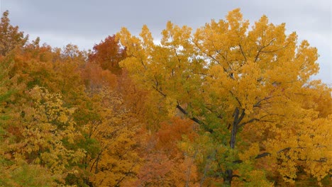 trees with lush yellow foliage during autumn season in the forest