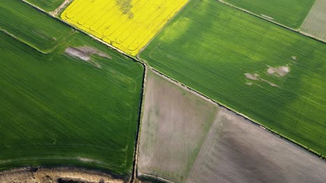 Vuelo-Aéreo-De-Aves-Sobre-El-Floreciente-Campo-De-Colza,-Volando-Sobre-Flores-Amarillas-De-Canola,-Paisaje-Idílico-De-Granjeros,-Hermoso-Fondo-Natural,-Disparo-De-Drones-Avanzando