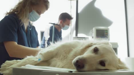 Primer-Plano-De-Un-Perro-Acostado-En-La-Mesa-De-Cirugía.