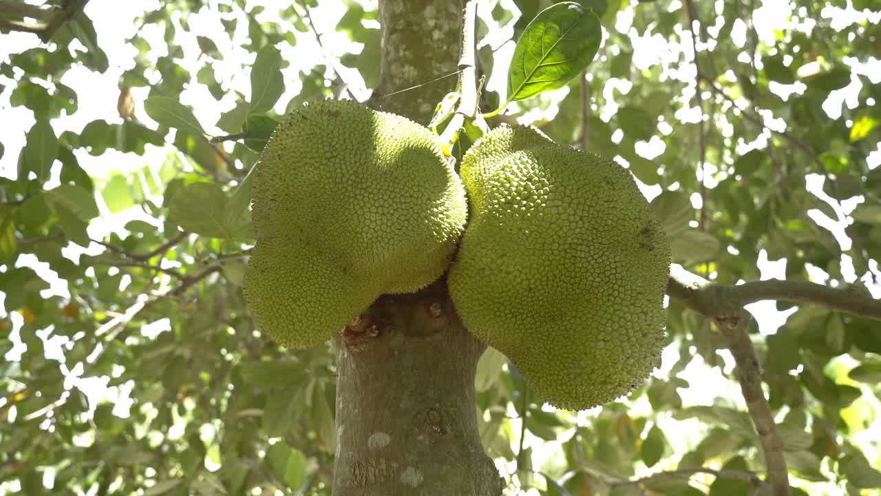 Nice panning shot of jackfruit high up on on tree displaying it's green skin and spikes leaves on tree base of trunk in botanical garden