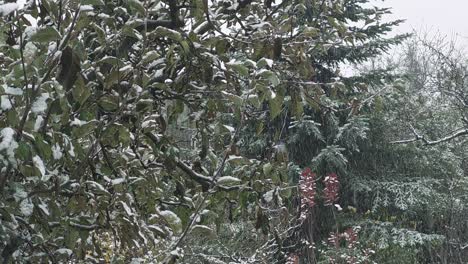 Branches-in-the-Blizzard:-Navigating-the-Winter-Wonderland-of-Trees-and-Snowflakes---Intricate-Dance-of-Snowfall-on-Tree-Branches