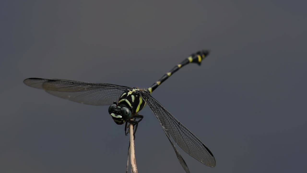 la libélula de cola de brida común se ve comúnmente en tailandia y asia