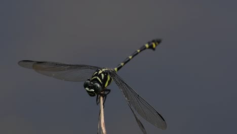 the common flangetail dragonfly is commonly seen in thailand and asia