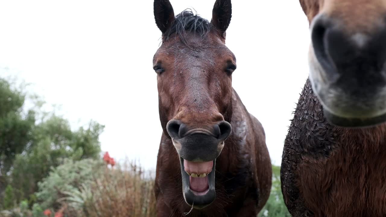 caballo gracioso bostezando varias veces mostrando dientes y lengua de pie en la lluvia