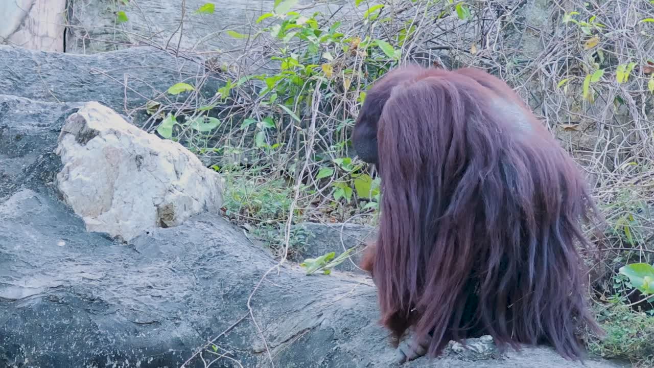 An orangutan skillfully navigates rocky terrain, showcasing its climbing abilities within a naturalistic enclosure.