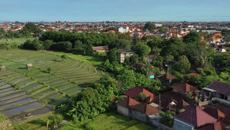 Leere-Reisfelder-Nach-Einer-Ernte-In-Bali,-Indonesien-Bei-Sonnenuntergang,-Luftaufnahme