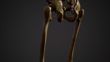 de los huesos del esqueleto humano