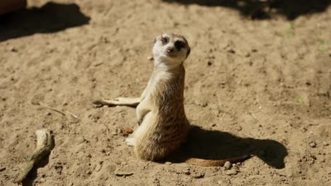 Meerkat-staring-directly-into-the-camera-close-up-slowmotion