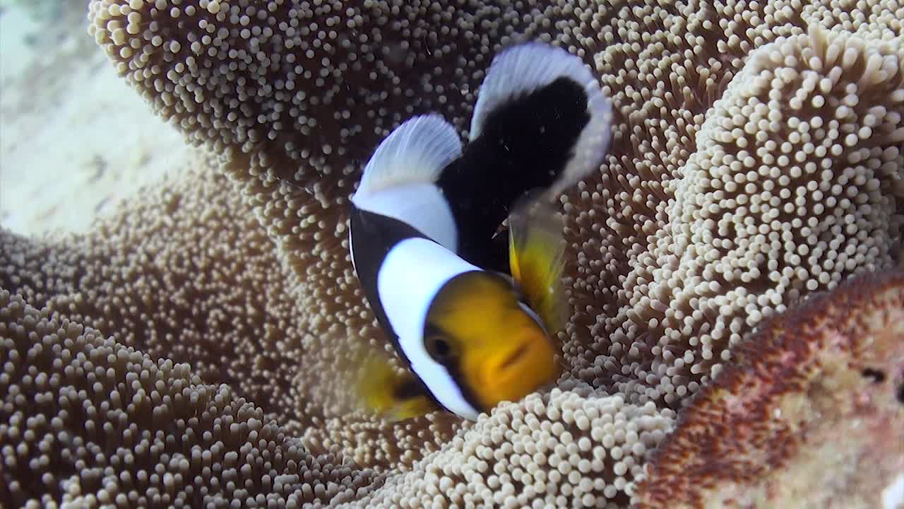 Sadelrygget klovnfisk 5