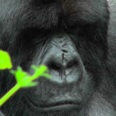 An-adult-montaña-gorilla-bears-a-serious-expression-sitting-in-the-Rwandan-rainforest