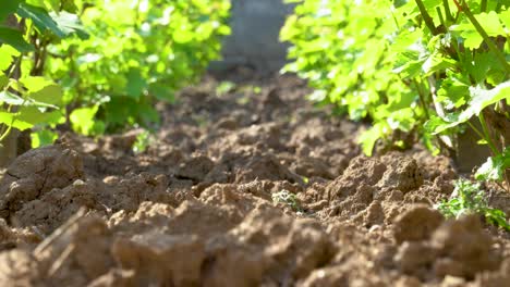 Closeup-Of-An-Old-Vines-Field-With-Blurry-Background,-Dried-Earth,-Wind-Slowly-Blowing,-Sun