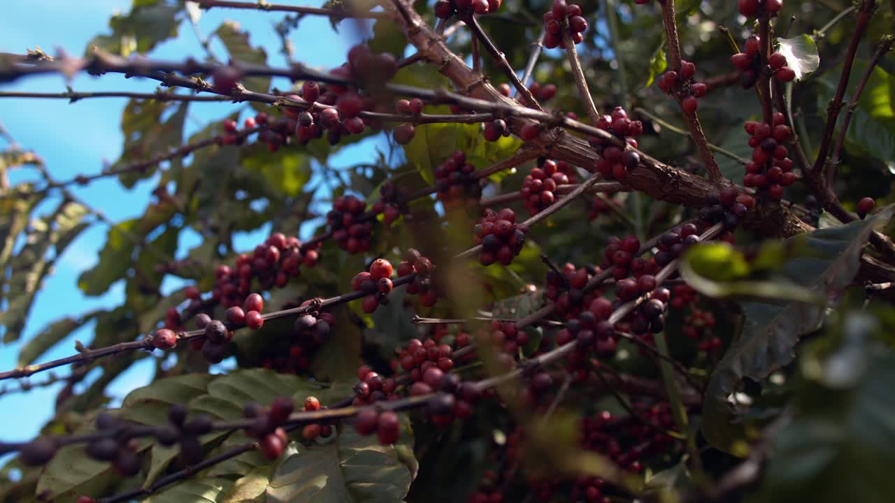 cerezas de café rojas maduras colgando del tallo del árbol, listas para la cosecha