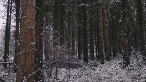 enchanted winter forest trees with densely snowfall landscape