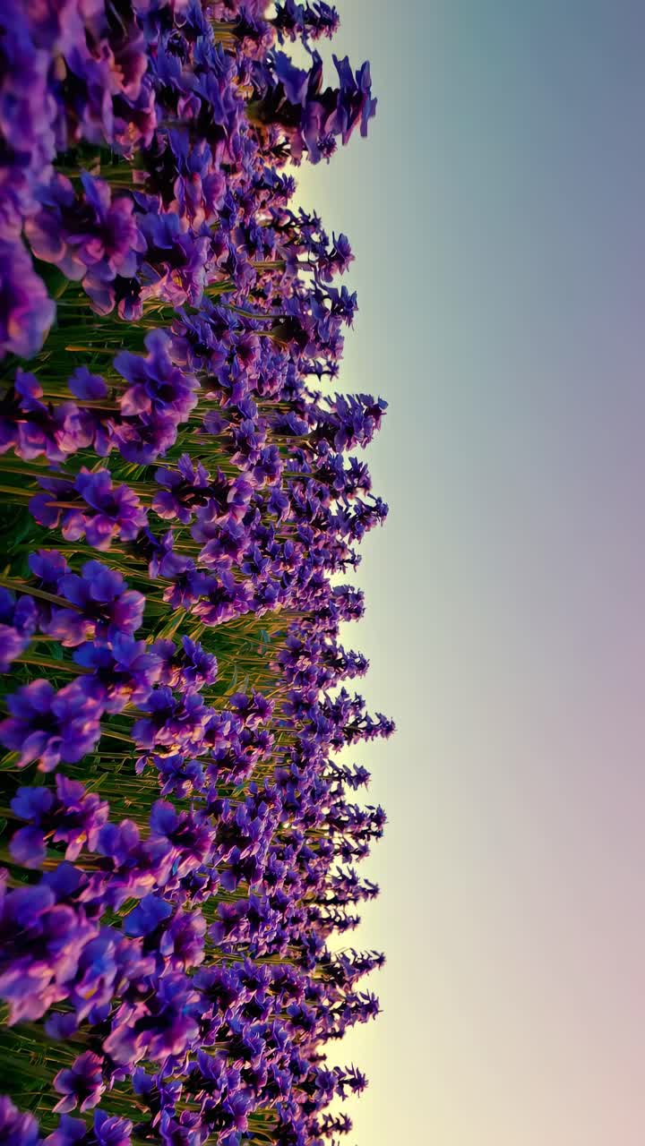 Un fotogramma video di un campo di lavanda al tramonto, ripreso da un angolo basso, che mette in mostra un viola vibrante