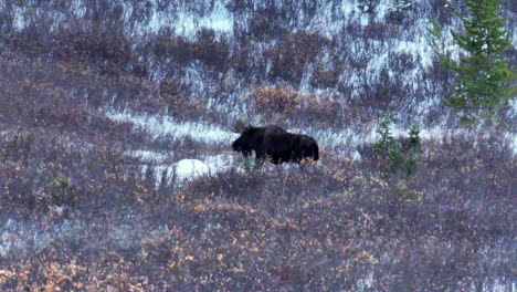 rare colorado rocky mountains high country moose sighting aerial cinematic drone deep in powder backcountry bush denver front range colligate peaks vail breck aspen telluride follow left motion