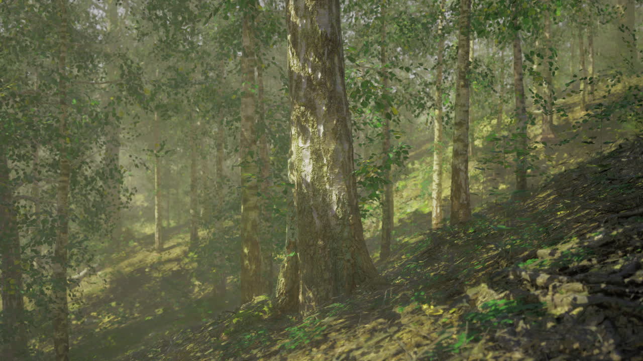 Majestic forest landscape with sunlight filtering through trees