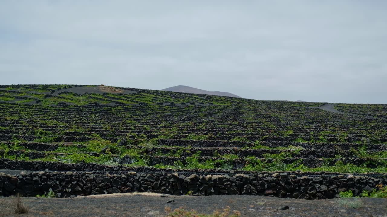 Oldest Winery Of Bodegas El Grifo In Lanzarote Of Canary Islands, Spain. wide shot