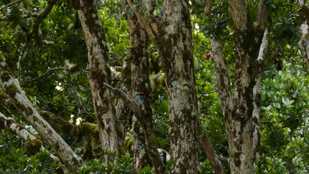 pájaro carpintero bellota en costa rica