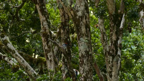 Birdwatching-Acorn-Woodpecker--in-Costa-Rica