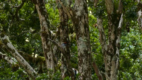 birdwatching acorn woodpecker  in costa rica