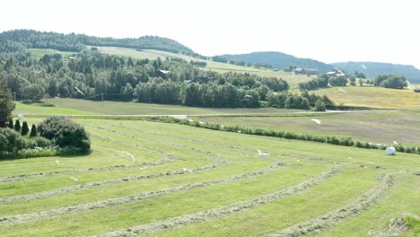 flock of birds flying over a field in indre fosen, norway - drone shot